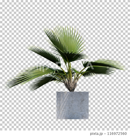 tropical plant pot green leaf white background 3d render illustration. plant tree houseplant botanical nature indoor garden decoration natural decoration flora. plants object isolated potted design. 116972560