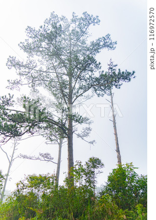 Coniferous trees in the morning mist. 116972570