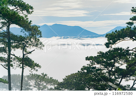 Coniferous trees in the morning mist. 116972580