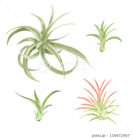 おしゃれな観葉植物エアプランツ　手描きタッチイラストセット3 116972667