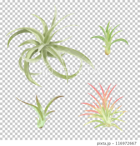 おしゃれな観葉植物エアプランツ　手描きタッチイラストセット3 116972667