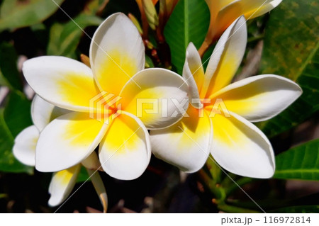 white and yellow frangipani flowers on tree 116972814