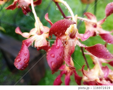 Close up of Purple orchid flowers with raindrop  116972819