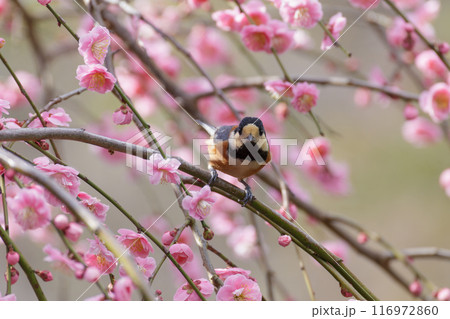 ピンクの枝垂れ梅の枝に止まるヤマガラ 116972860