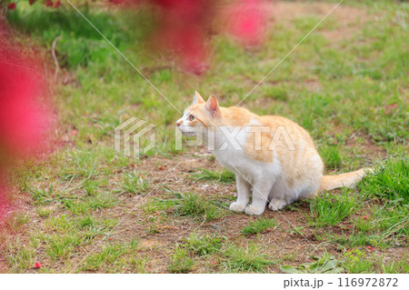 何かを見つめる屋外の猫の横顔 何かを見つめる屋外の猫の横顔 116972872