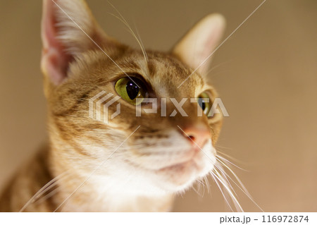 夜の室内で集中して何かを見つめる猫の顔 夜の室内で集中して何かを見つめる猫の顔 116972874