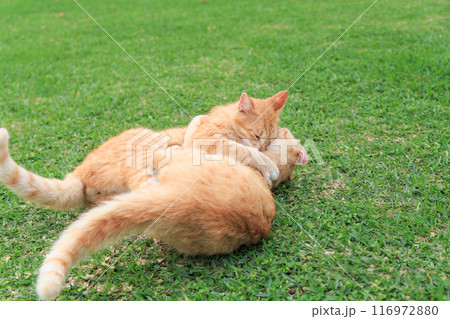 芝生でじゃれ合う2匹の猫 芝生でじゃれ合う2匹の猫 116972880