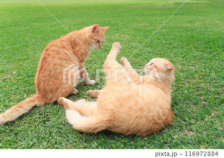 芝生でじゃれ合う2匹の猫 芝生でじゃれ合う2匹の猫 116972884