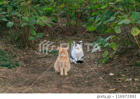 紫陽花の庭に座ってこちらを見る2匹の猫 紫陽花の庭に座ってこちらを見る2匹の猫 116972891