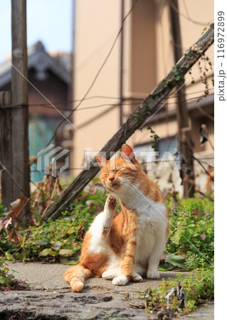 後ろ足で首を掻く猫 後ろ足で首を掻く猫 116972899