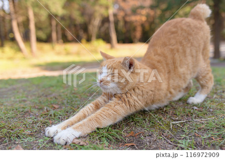 伸びをする白茶柄の猫 116972909