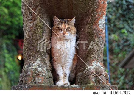 狛犬の足の間に座る猫 116972917