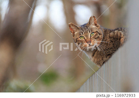 高いところからこちらを見る猫 116972933