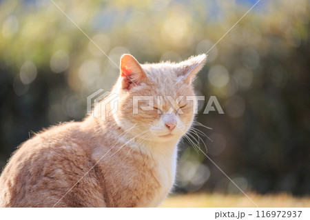 芝生に座って日光浴をする猫 116972937