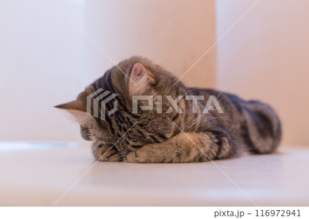 顔を手で覆って眠る猫（アメリカンショートヘア） 116972941
