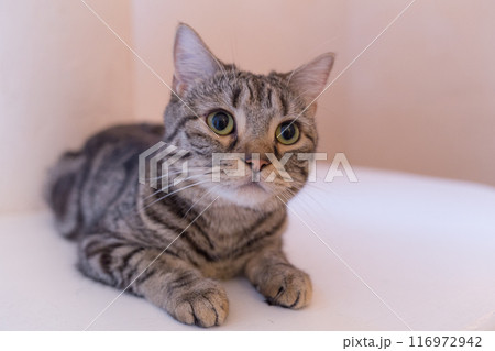 腹ばいになって見上げる猫（アメリカンショートヘア） 116972942