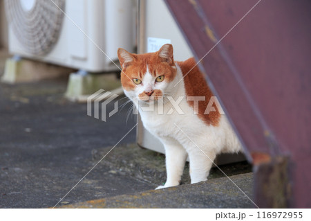 怪訝な顔でこちらをまっすぐ見る猫 116972955