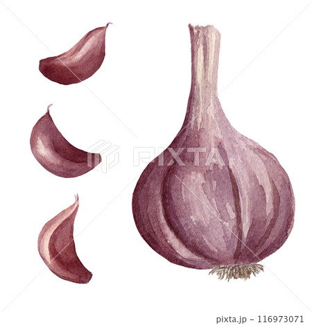 Watercolor garlic and garlic cloves. Hand drawn illustrated aromatic seasoning for food flavouring. Element for food cooking, receipt and design 116973071
