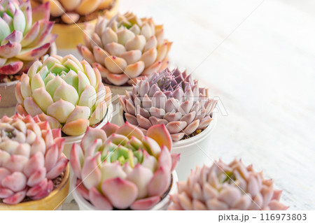 可愛く紅葉している多肉植物のエケベリアのフレーム 116973803