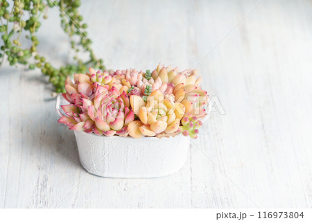 多肉植物エケベリアの寄せ植え 116973804