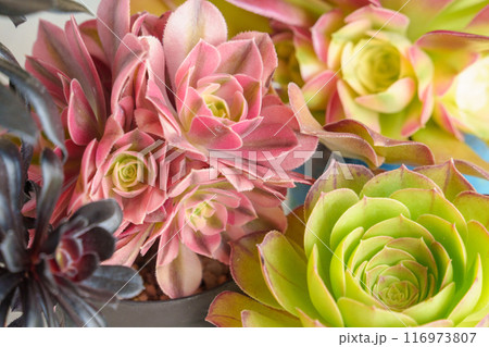 多肉植物、アエオニウム3種の集合写真 116973807