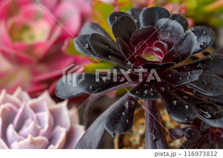 葉に雨の雫をつけた多肉植物、アエオニウムとエケベリア 116973812