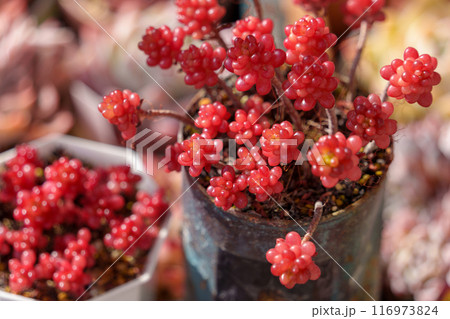 多肉植物セダム「レッドベリー（ Sedum rubrotinctum 'Red Berry'）」 116973824