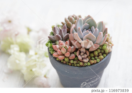 可愛く紅葉しているカラフルな多肉植物の寄せ植え 116973839