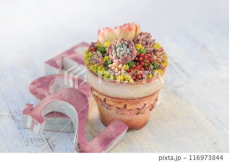 可愛く紅葉しているカラフルな多肉植物の寄せ植えと数字のオーナメント飾り 116973844