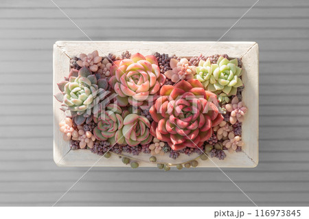 可愛く紅葉している多肉植物エケベリアをメインにした寄せ植え 116973845