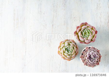 可愛く紅葉している多肉植物のエケベリアのフレーム 可愛く紅葉している多肉植物のエケベリアのフレーム 116973846