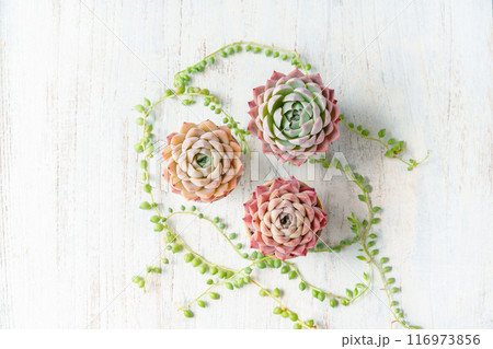 可愛く紅葉している多肉植物のエケベリアとグリーンネックレスのフレーム 可愛く紅葉している多肉植物のエケベリアとグリーンネックレスのフレーム 116973856