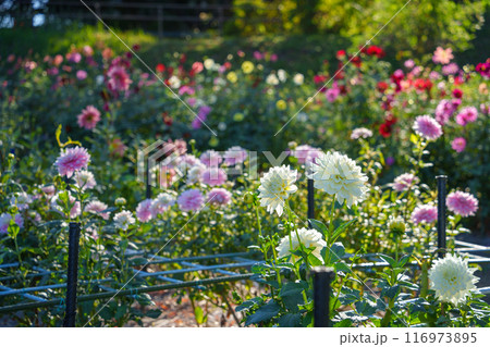 満開のダリア園の風景 116973895