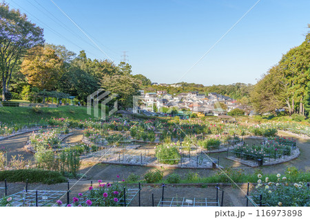 満開の町田ダリア園の風景 116973898