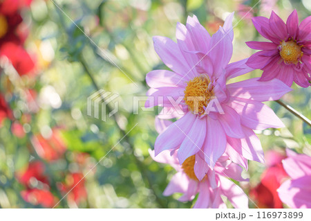 ピンクのダリアの花 ピンクのダリアの花 116973899