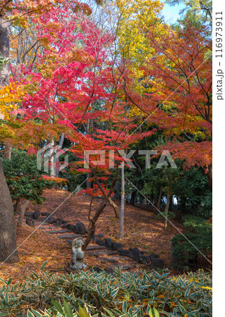 秋の日本庭園、鮮やかな紅葉 秋の日本庭園、鮮やかな紅葉 116973911