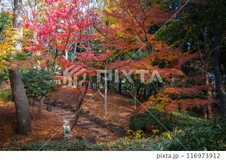 秋の日本庭園、鮮やかな紅葉 秋の日本庭園、鮮やかな紅葉 116973912