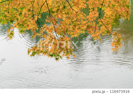 黄色いモミジの紅葉と、池に広がる雨しずくの波紋 116973916
