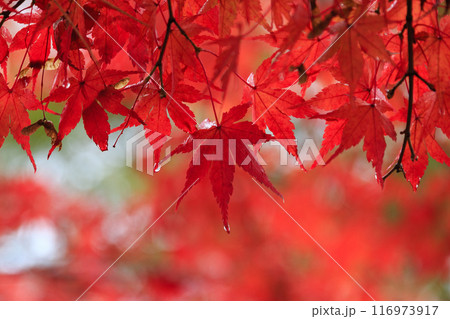 雨しずくに濡れた紅葉した赤いモミジ 116973917