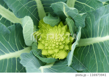 収穫前の新鮮なロマネスコ 116973941