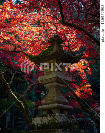 秋の大雄山最乗寺　石灯籠と紅葉（日本神奈川県南足柄市） 116973962