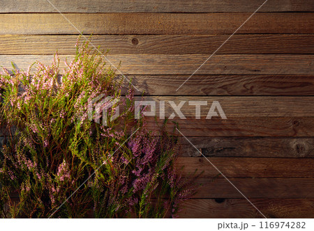 Blooming pink heather (calluna vulgaris) on a rustic wooden background. 116974282