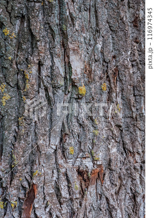 Detailed view of tree bark with intricate patterns and rough Detailed view of tree bark with intricate patterns and rough 116974345