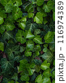 Dense foliage of ivy leaves, with their vibrant green color 116974389