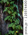 flourishing ivy plants crawling over bark of tree in natural 116974400