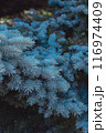 dense blue spruce foliage close-up 116974409