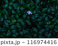 lush green grass background with little blue flower in 116974416