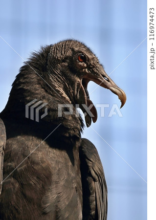 横向きの口を開けたクロコンドル 横向きの口を開けたクロコンドル 116974473