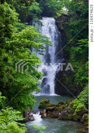 秋田県にかほ市の初夏 新緑の奈曽の白滝 秋田県にかほ市の初夏 新緑の奈曽の白滝 116974629