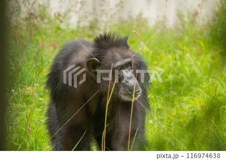 Portrait of old sad chimpanzee (Pan troglodytes) 116974638
